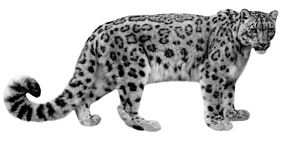 Kronkeldier